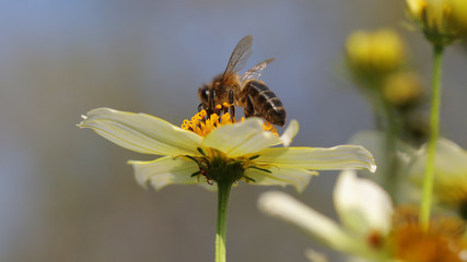 Abeja