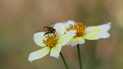 Abeja