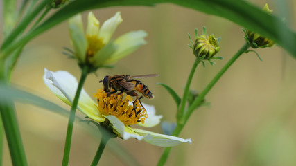 Abeja