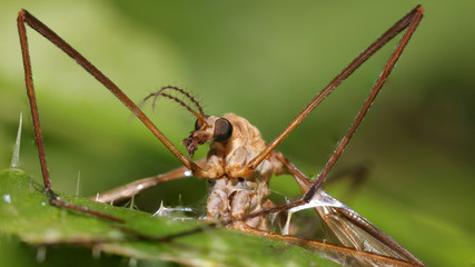 Tipula en las marisma de Alday, Cantabria