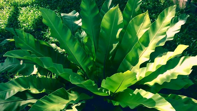Close up view Bird's Nest fern in the forest