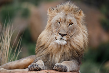 Male lion on a rocky hill looking over the Nkomazi game reserve at Badplaas in South Africa