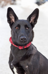 Portrait of a black one-eyed dog in a red collar in the winter. He has a sad, attentive look and long, sharp ears.