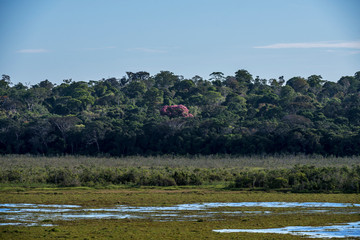 Lagoon photographed in Linhares, Espirito Santo. Southeast of Brazil. Atlantic Forest Biome. Picture made in 2014.