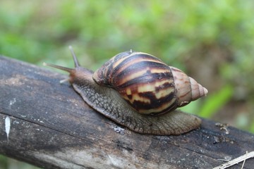 snail on green leaf