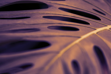 macro monstera leaf neon colored.