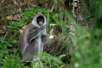 Monkey, Grey Langur in the bushes near Ella, Sri Lanka