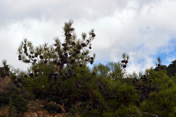 Branches with cones of Mediterranean pine on a background of clouds.