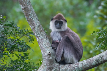 Monkey, Grey Langur, Mother and Baby sitting at a branch in the Bushes in Sri Lanka