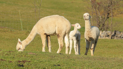 Alpaca