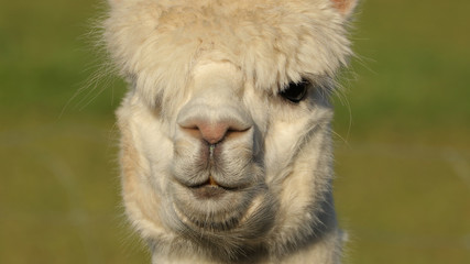 Alpaca