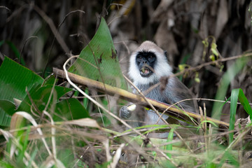 Monkey, Grey Langur in the bushes near Ella, Sri Lanka