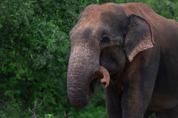Fototapeta na wymiar Elephant in Yala National Park, Sri Lanka