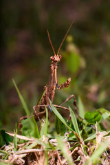 Praying mantis photographed in Linhares, Espirito Santo. Southeast of Brazil. Atlantic Forest Biome. Picture made in 2014.