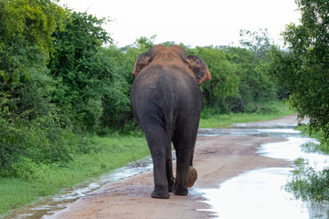 Fototapeta premium Elephant in Yala National Park, Sri Lanka