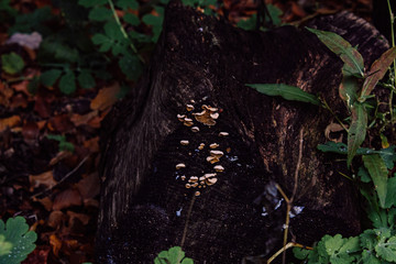 Mushrooms in a forest
