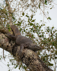 Bengal Monitor on a branch in the bushes of Yala National Park, Sri Lanka