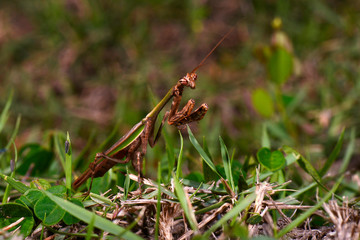  Praying mantis photographed in Linhares, Espirito Santo. Southeast of Brazil. Atlantic Forest Biome. Picture made in 2014.