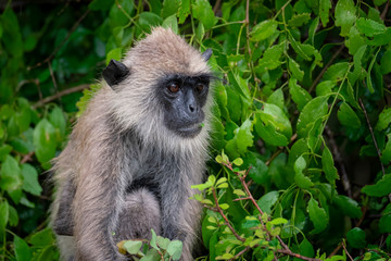 Macaques in Yala National Park, Sri Lanka