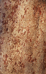 brown wooden texture background at nature tree