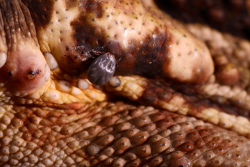 Frog photographed in Linhares, Espirito Santo. Southeast of Brazil. Atlantic Forest Biome. Picture made in 2014.