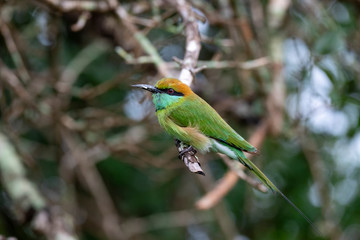 (little) green bee-eater (Merops orientalis); Yala National Park, Sri Lanka