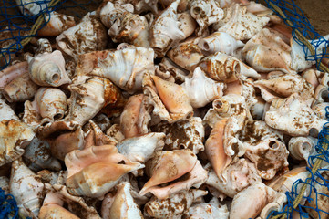 brown and white Conch Shell isolated like nice background in Indian sea beach with sand in blue net