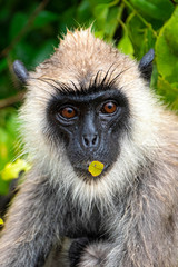 Macaques in Yala National Park, Sri Lanka