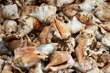 brown and white Conch Shell isolated like nice background in Indian sea beach with sand
