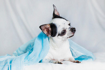 White with black spots Chihuahua in a blue shawl