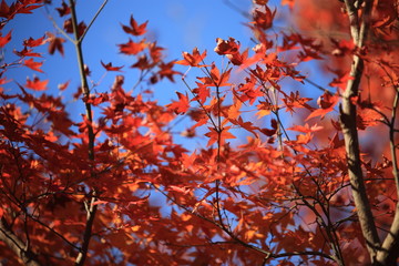Autumnal landscape of Suizawa maple valley in the Mie Prefecture of Japan
