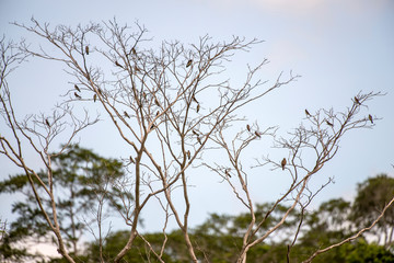 Bird photographed in Linhares, Espirito Santo. Southeast of Brazil. Atlantic Forest Biome. Picture made in 2014.