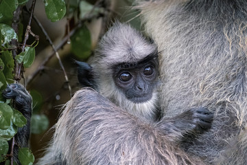 Macaques in Yala National Park, Sri Lanka