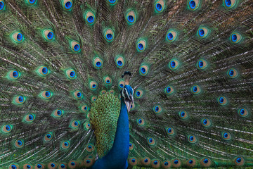 Obraz premium Peacock and its beautiful vibrant feathers in Mirissa, Sri Lanka