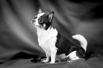 Black and white photo of a sitting Chihuahua dog