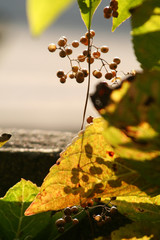 Obraz premium 小さい木の実の写真素材 光と影 クローズアップ撮影