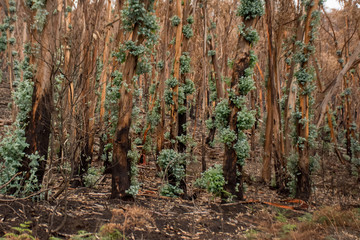 Eucalyptus trees recovering after severe australian bushfires. Many species of eucalyptus can survive and re-sprout from buds under their bark or from a lignotuber at the base of the tree.