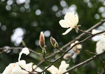 枝に花とつぼみをつけたコブシ(辛夷)の写真素材