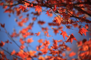 Autumnal landscape of Suizawa maple valley in the Mie Prefecture of Japan