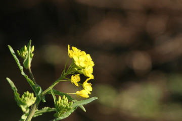 黄色い菜の花のクローズアップ撮影 　背景に玉ボケ　コピースペースがある春の写真素材　
