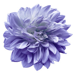 violet flower  dahlia on white isolated background with clipping path.  Closeup. For design. Nature.