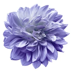  violet flower  dahlia on white isolated background with clipping path.  Closeup. For design. Nature. © nadezhda F