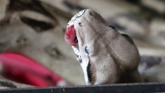 boa swallowing a pinkie mouse 