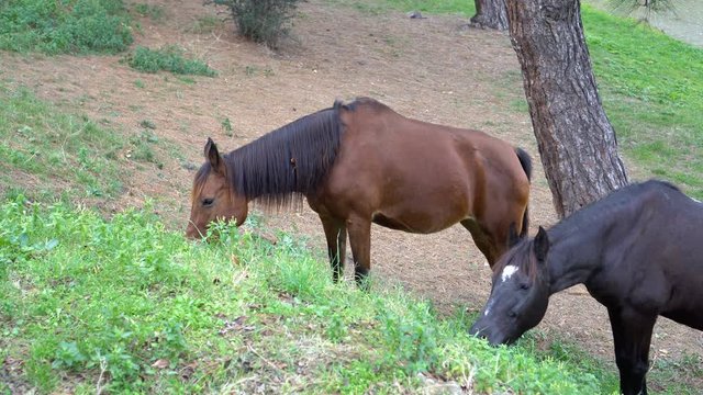 Black and brown mares are grazing in meadow freely at Istanbul Heybeliada