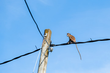 Macaque on a powerline in Mirissa, Sri Lanka