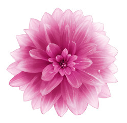 pink Dahlia flower on a white  background.  Isolated  with clipping path. Closeup. with no shadows....