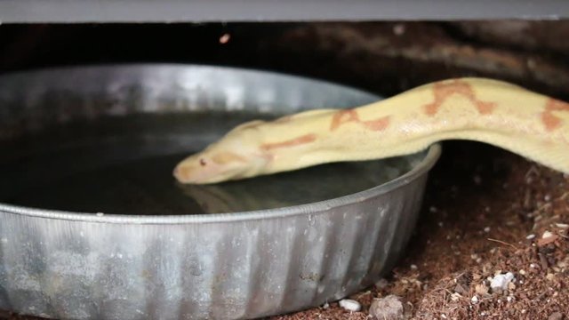 albino boa constrictor drinking water. Albinism is the lack of melanin in an animal.