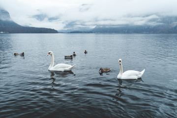 swans on the lake