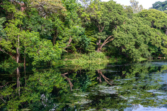 Tropical tree on a lake with reflection, Tanzania, Africa