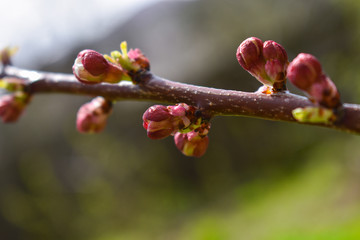 Cherry buds. Cherry buds on a tree branch on a blurred background.
